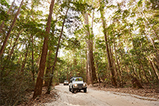 島内は砂浜と同じ砂地のため、4WD車でしか通行できない　© Tourism and Events Queensland